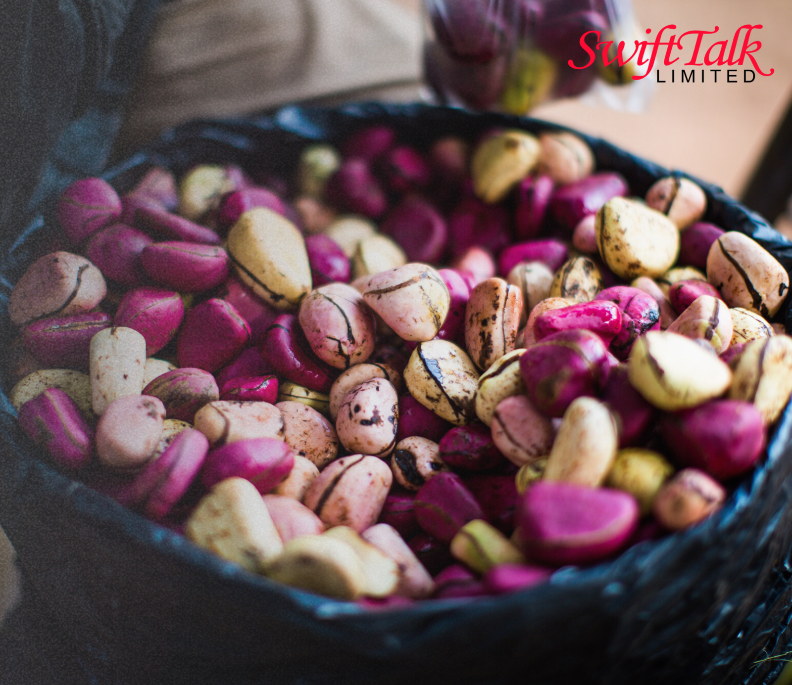 Shagamu- Largest Collection Center of Kolanut